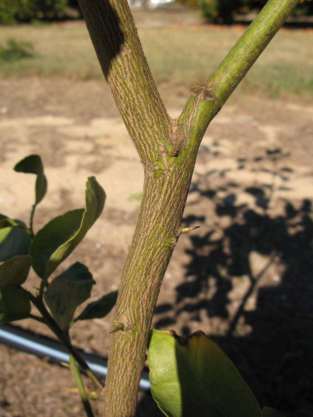              Bark (Winter Haven, FL)       